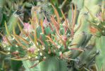 PICTURES/Wildflowers - Desert in Bloom/t_Lavender Spikes5.JPG